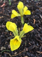 Iris reticulata 'Splish Splash'